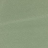 Longlife Mimosa JARDIN
